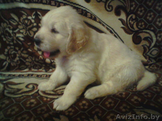 Продаю щенков золотистого ретривера - Изображение #1, Объявление #63124