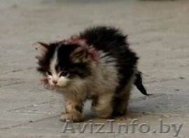 Приют для животных - Изображение #1, Объявление #81508