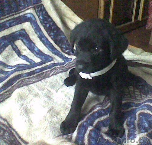 щенки лабрадора 1 мес - Изображение #1, Объявление #140856