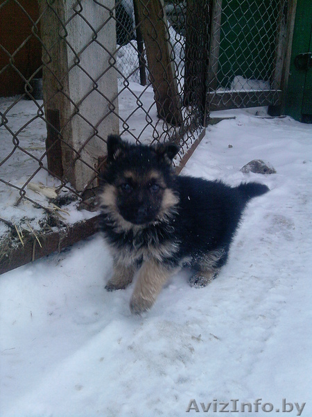 Продается щенок немецкой овчарки - Изображение #1, Объявление #213636