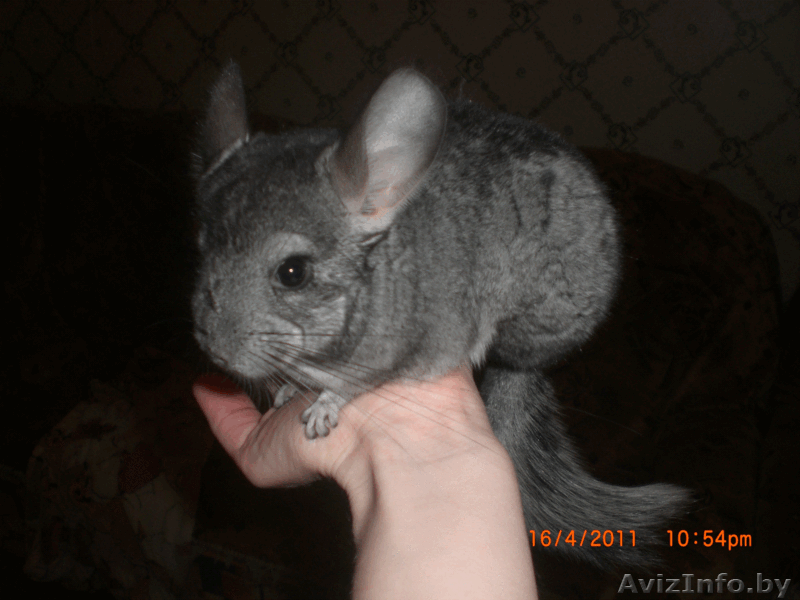 продаю шиншиллу - Изображение #1, Объявление #237592