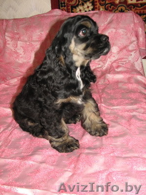 Американского кокер спаниеля щенки. - Изображение #1, Объявление #282418
