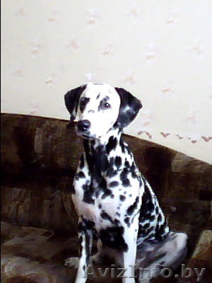 Срочно отдам собаку - Изображение #1, Объявление #282683