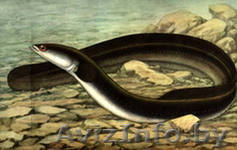 Угорь, судак,лещ, и др. рыба с/м - Изображение #1, Объявление #919059