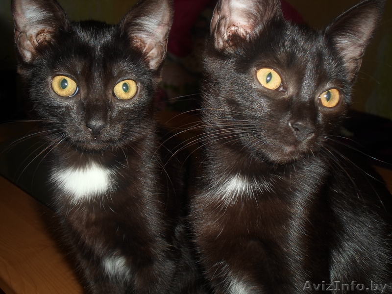 подарю двух котят - Изображение #1, Объявление #969103