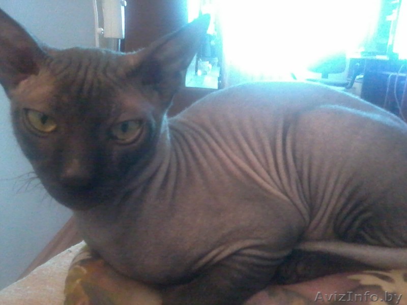 Кот сфинкса на вязку! - Изображение #1, Объявление #1191088