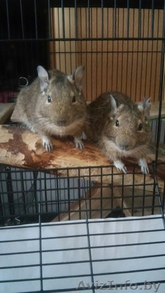 Продам дегу ( чилийская белка) - Изображение #1, Объявление #1303407