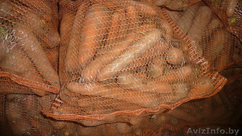 Морковь оптом в Беларуси - Изображение #1, Объявление #1542465