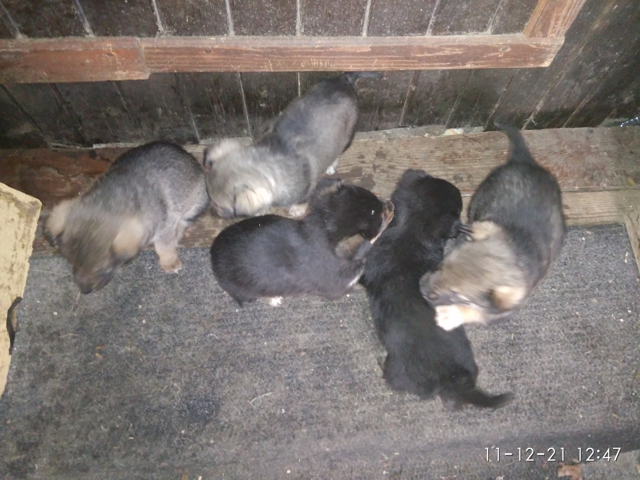 Собаки - Изображение #1, Объявление #1719678