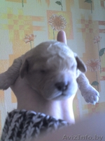 продам щенков пуделя - Изображение #1, Объявление #308464