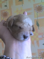 продам щенков пуделя - Изображение #3, Объявление #308464