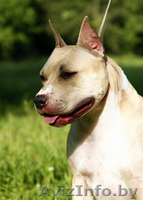 скоро родятся амстаффята - Изображение #1, Объявление #304361