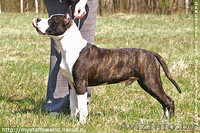 скоро родятся амстаффята - Изображение #2, Объявление #304361