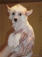 китайская хохлатая собака сука будущий чемпион! - Изображение #2, Объявление #326655