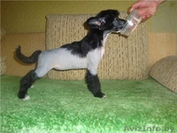 китайская хохлатая собака сука будущий чемпион! - Изображение #3, Объявление #326655