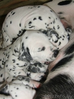 Предлагаем щенков далматина - Изображение #2, Объявление #395219