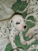 Предлагаем щенков далматина - Изображение #1, Объявление #395219