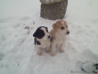 Глубокое.andreigicuk@mail.ru.80296557059 - Изображение #1, Объявление #496941