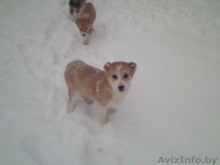 Глубокое.andreigicuk@mail.ru.80296557059 - Изображение #2, Объявление #496941