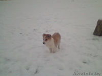 Глубокое.andreigicuk@mail.ru.80296557059 - Изображение #3, Объявление #496941