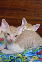 Продаются красивые котята Донского сфинкса - Изображение #3, Объявление #687314