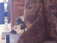 Отдам милую кошечку - Изображение #1, Объявление #960112