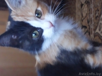 Отдам милую кошечку - Изображение #2, Объявление #960112