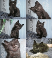 Отдам котят в хорошие и заботливые руки - Изображение #5, Объявление #993660