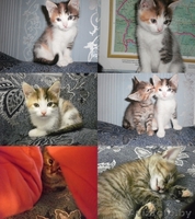 Отдам котят в хорошие и заботливые руки - Изображение #4, Объявление #993660