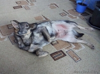 Имя собачке придумаете сами… - Изображение #1, Объявление #1032055