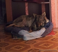 Имя собачке придумаете сами… - Изображение #5, Объявление #1032055