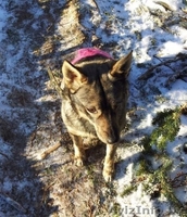 Имя собачке придумаете сами… - Изображение #3, Объявление #1032055