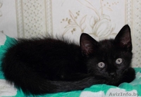 Подарю забавного  КОТЕНКА!!! - Изображение #1, Объявление #1150680