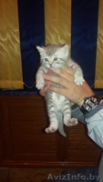 Чистокровные британские котята - Изображение #3, Объявление #1191212