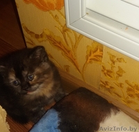 Чистокровные британские котята - Изображение #4, Объявление #1191212