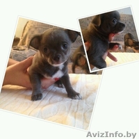 чихуахуа - Изображение #1, Объявление #1517769