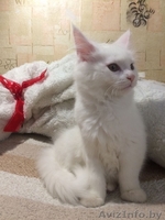 Кошка породы Мейн кун - Изображение #1, Объявление #1525182