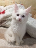 Кошка породы Мейн кун - Изображение #2, Объявление #1525182