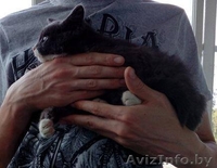 дымчатый котёнок в дар - Изображение #2, Объявление #1576713