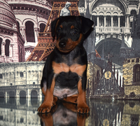 щенки цвергпинчера (мини доберман) - Изображение #3, Объявление #1591421