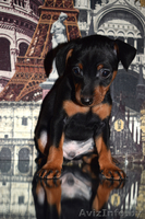 щенки цвергпинчера (мини доберман) - Изображение #5, Объявление #1591421