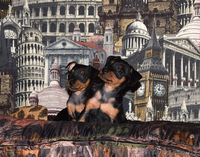 щенки цвергпинчера (мини доберман) - Изображение #2, Объявление #1591421