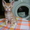 Продаются красивые котята Донского сфинкса - Изображение #1, Объявление #687314