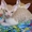 Продаются красивые котята Донского сфинкса - Изображение #3, Объявление #687314