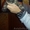 Чистокровные британские котята - Изображение #5, Объявление #1191212