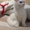 Кошка породы Мейн кун - Изображение #1, Объявление #1525182