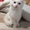 Кошка породы Мейн кун - Изображение #2, Объявление #1525182