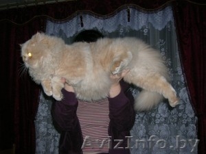 Персидский кот ищет хозяев - Изображение #1, Объявление #228667