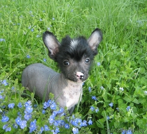 Голыши-китайчики