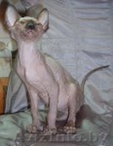 канадского сфинкса котята